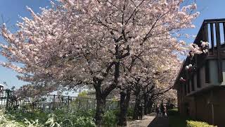 東京都內隱藏版賞櫻絕景地　都市農業公園