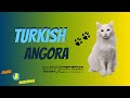 Turkish Angora Cat Care - Funny Cats の動画、YouTube動画。