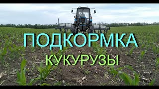 Выращивание, подкормка кукурузы