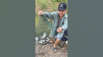 báo cá rô sông cà lồ các bác ơi