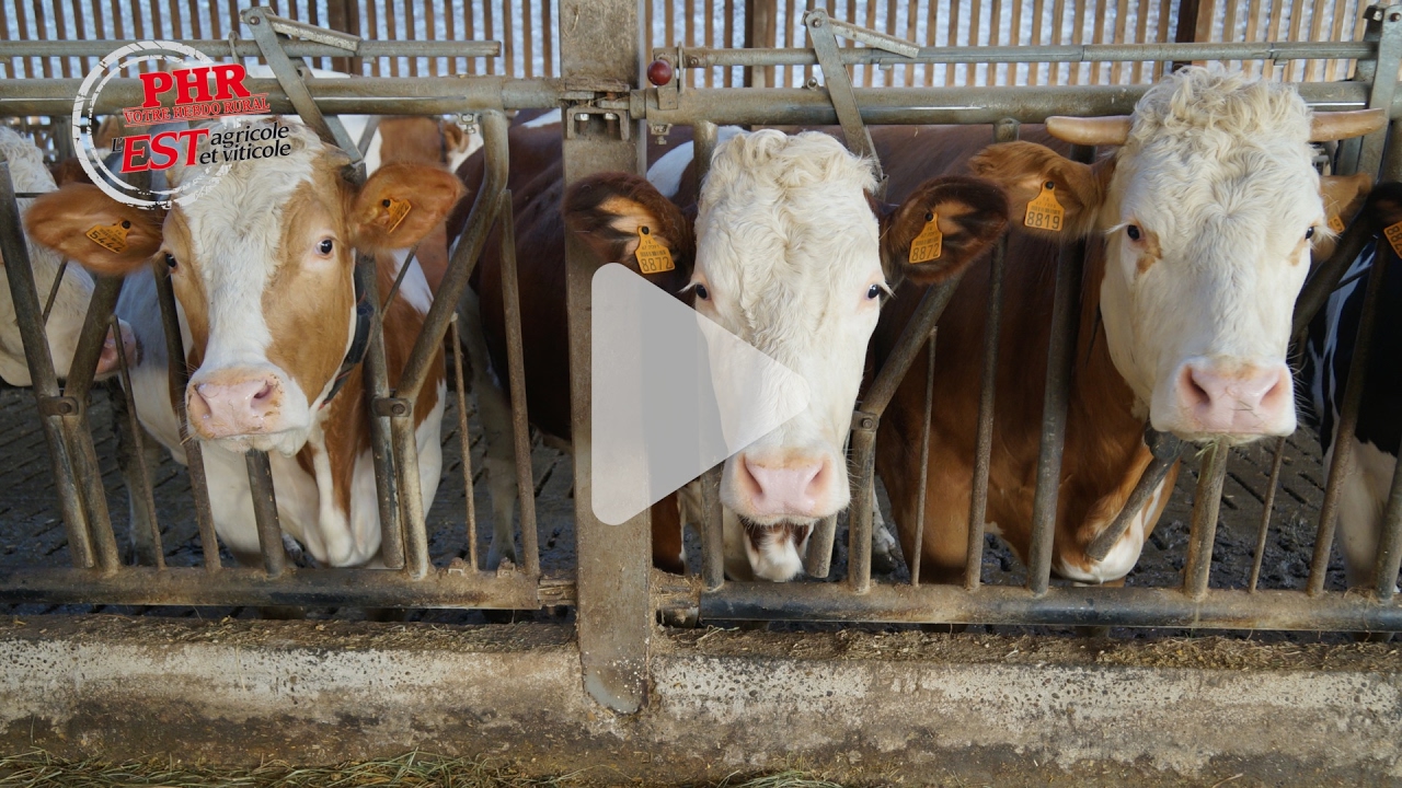 La Simmental, une race aux multiples atouts