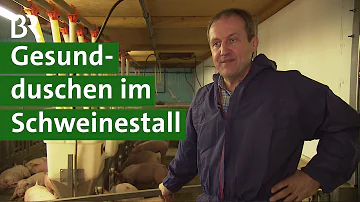 Wie oft rauscht ein Schwein?