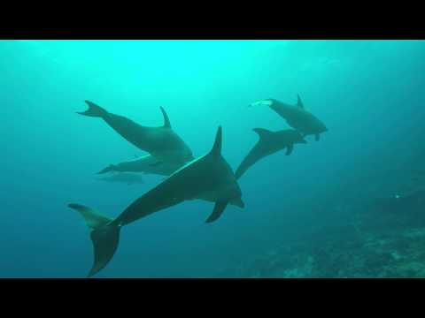 Video: Kuidas Akvaariumi Delfiinid Välja Näevad