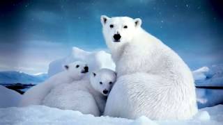 Animals and birds of the Arctic. Животные и птицы Арктики. Познавательное видео для детей Animals and birds of the Arctic. Животные и птицы Арктики. Познавательное видео для детей