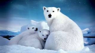 Animals and birds of the Arctic. Животные и птицы Арктики. Познавательное видео для детей