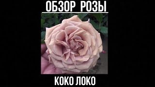 Роза Коко Фото И Описание