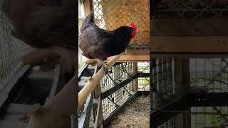 Proof Hens Can Fly #urbanchickens #pethens #petchickens c by BUBCvision 43 views 4 days ago 1 minute, 36 seconds