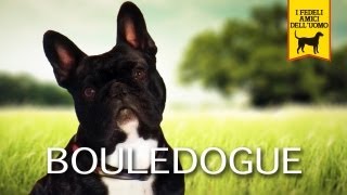 BOULEDOGUE Trailer Documentario