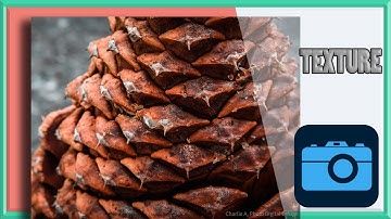 Elements of Art -- TEXTURE in Photography