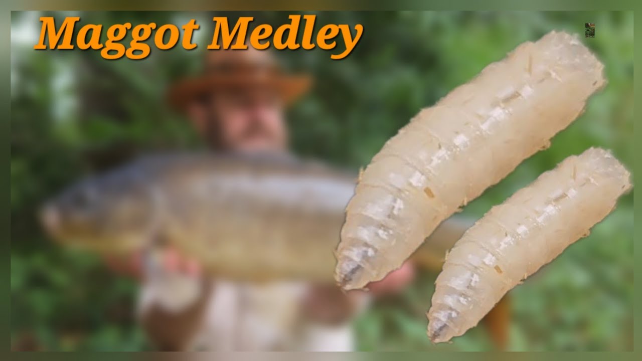 Maggot Medley - Four Species, One Bait.
