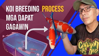 How to breed koi fish Things to do when adding koi fish breeders to the breeding tank screenshot 4