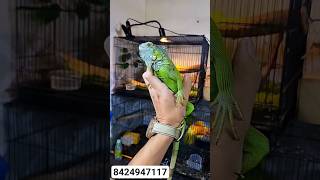 hypo green iguana😱 booked quality matters 🫠 #ytshorts #trending #feedshorts #iguana #monster