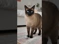 I Didn’t Catch It… It Changes Slightly Every Time