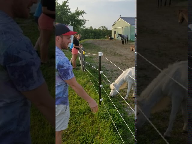 Never touch Electric fence 😋😋 adlı videoyu YouTube'da izle Never touch Electric fence 😋😋 adlı videoyu YouTube'da izle