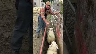 Fastest Sorter In Town #Youtubeshorts #Farming #Sheep #Viralshorts