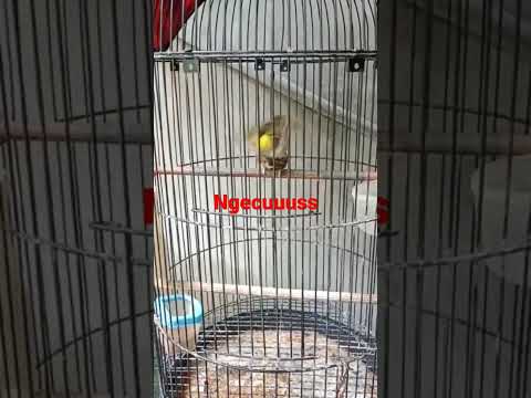 suara blackstroat gacor