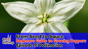 Episode 9:  Pollination (Beginners Guide to Growing Peppers) (2018)