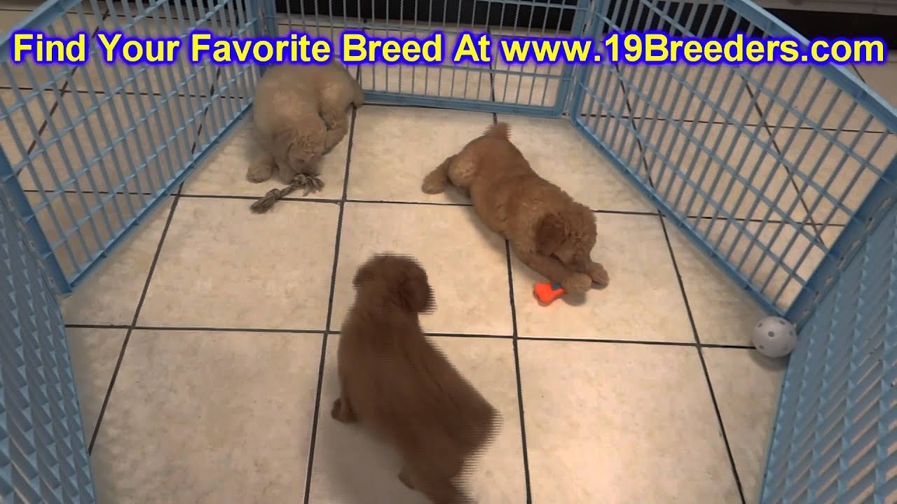 GoldenDoodle, Puppies, For, Sale, In, Kearney, Nebraska, NE, Fremont