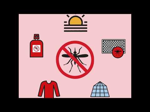 Video: Hur man undviker denguefeber i Mexiko