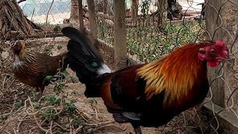 Saib qaib qus zoo nkauj heev 2023