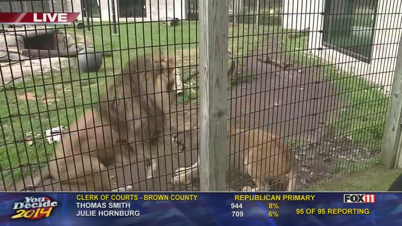 Enrichment toys for the lions YouTube