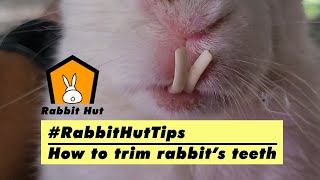 How to trim a rabbit