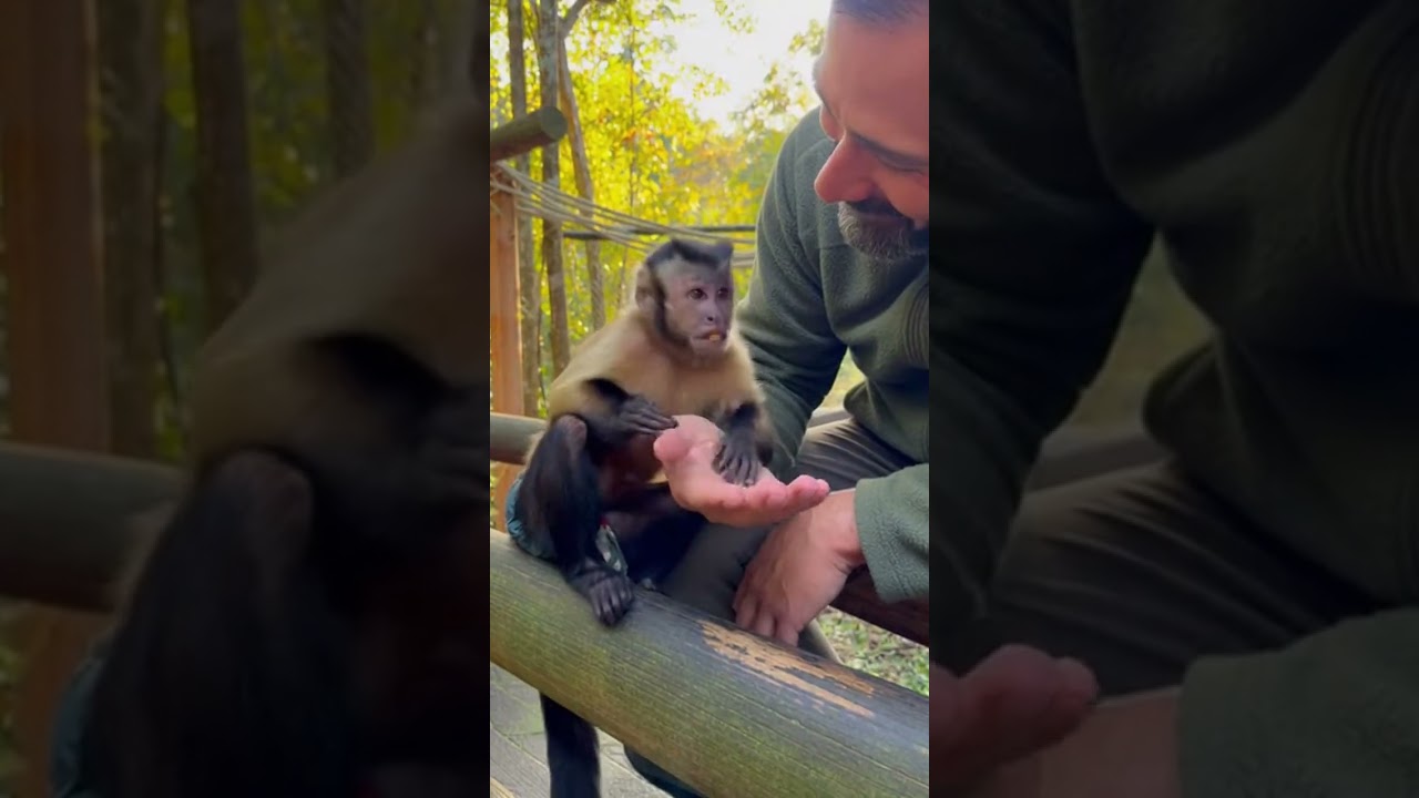 Baby Monkey’s Sweet Gratitude 😍🐵✨