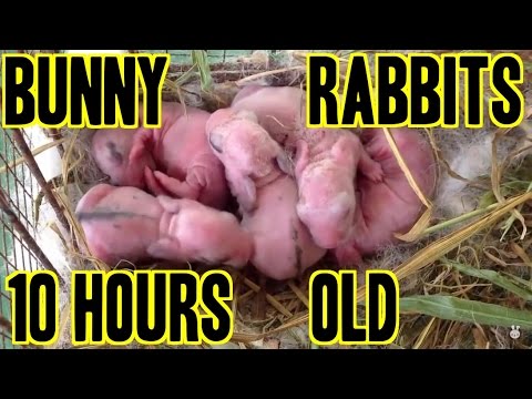 10 Hours Old Baby Bunny Rabbits in their Nest - YouTube