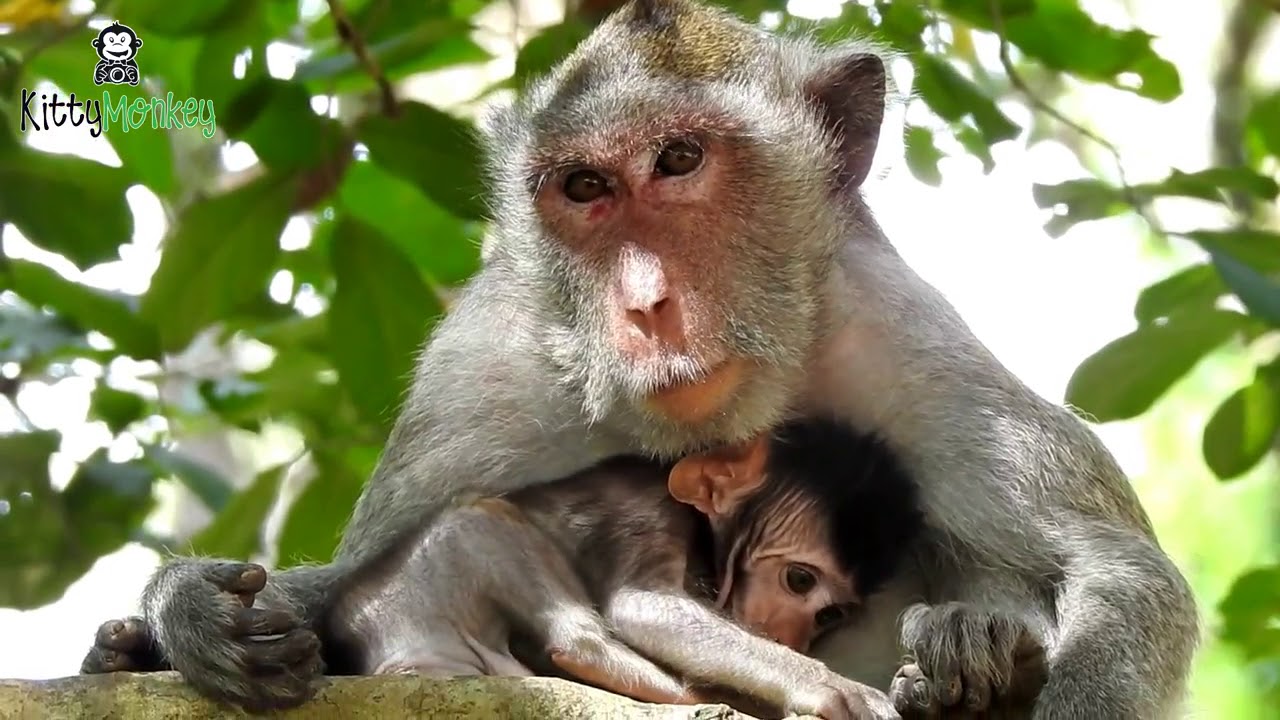 Pigtail monkey Cara steal babyTarzanna, Kitty monkey 596