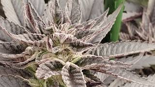 Outdoor cannabis grow(winter run) 2022 week 7
