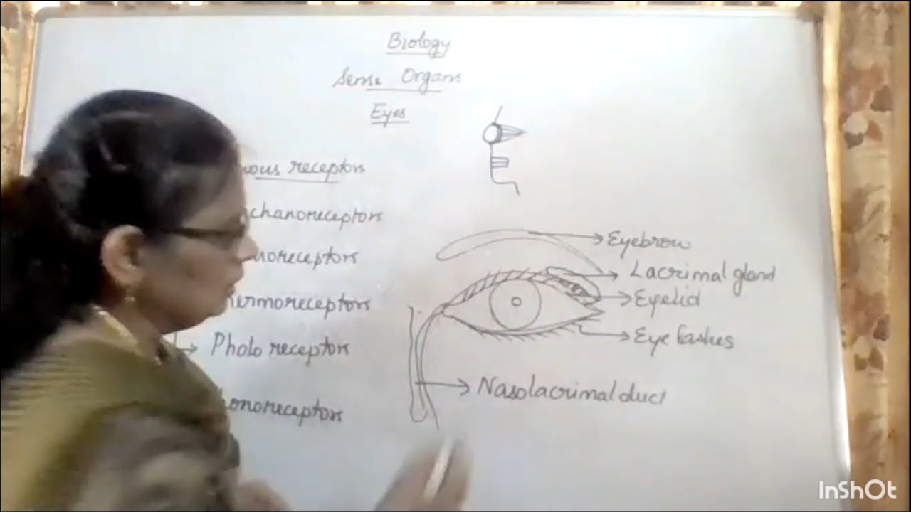 ICSE Class 10 Biology - Sense Organs Eyes Part 1 - YouTube