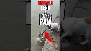 Animals Rescuing Animals