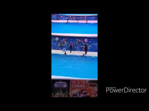 #UAEdolphinshow #dolphinarium Dubai dolphinarium show 🐬🐬🐬