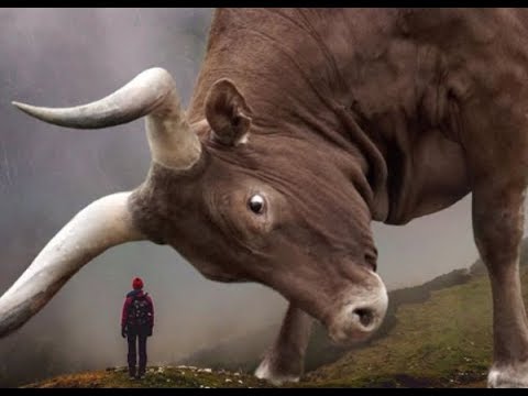 [TOP 10] 육지동물크기  Largest Land Animals in The World