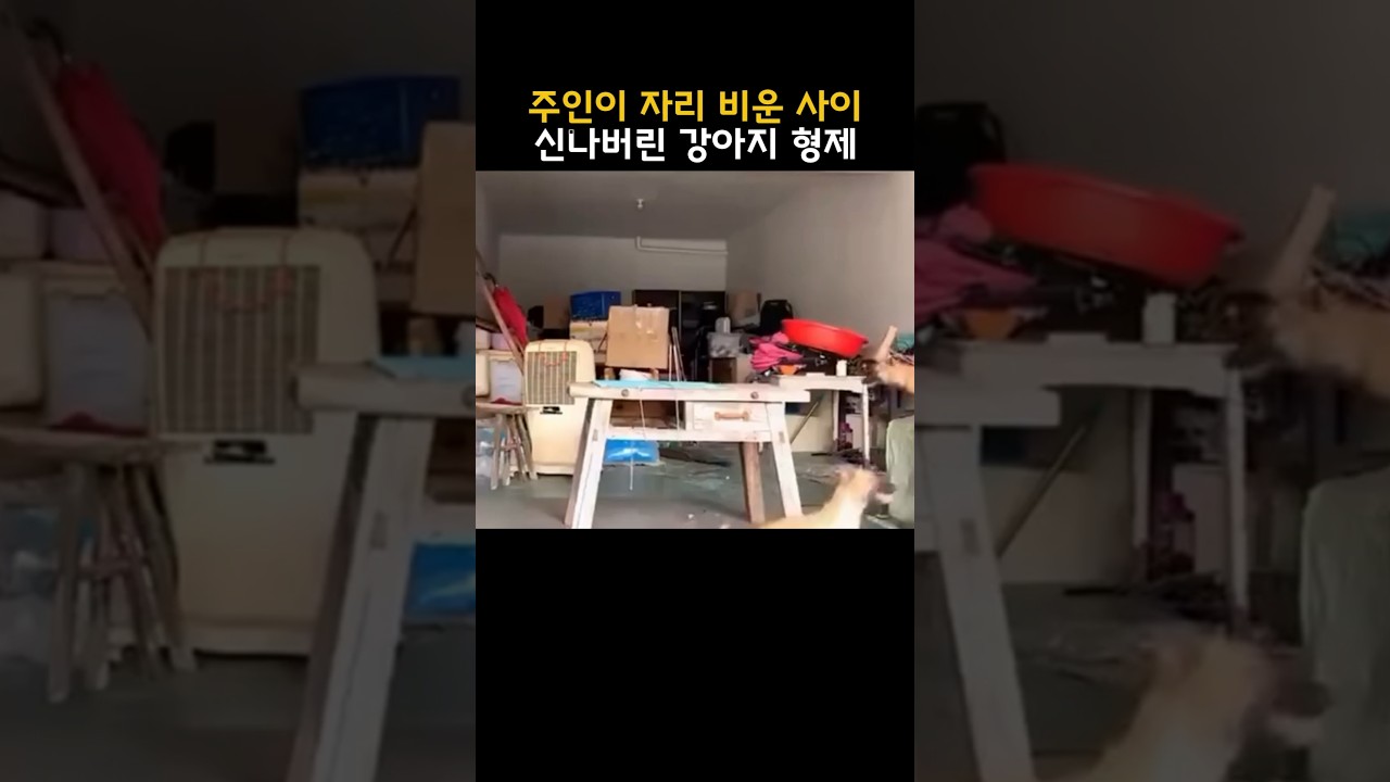 주인이 자리 비운 사이 신나버린 강아지 형제