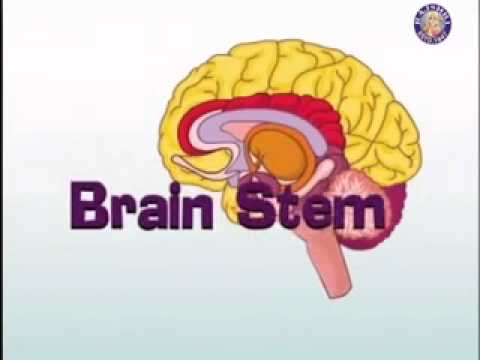 Learn Human Body - Nervous System - YouTube