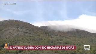 Visitamos el Hayedo de la Tejera Negra de Cantalojas - Ancha es CLM -CMM