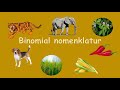 Materi kelas 7 binomial nomenklatur