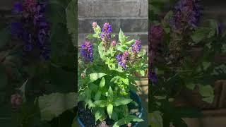 My Perrenial Plants??? flowers garden ahorts