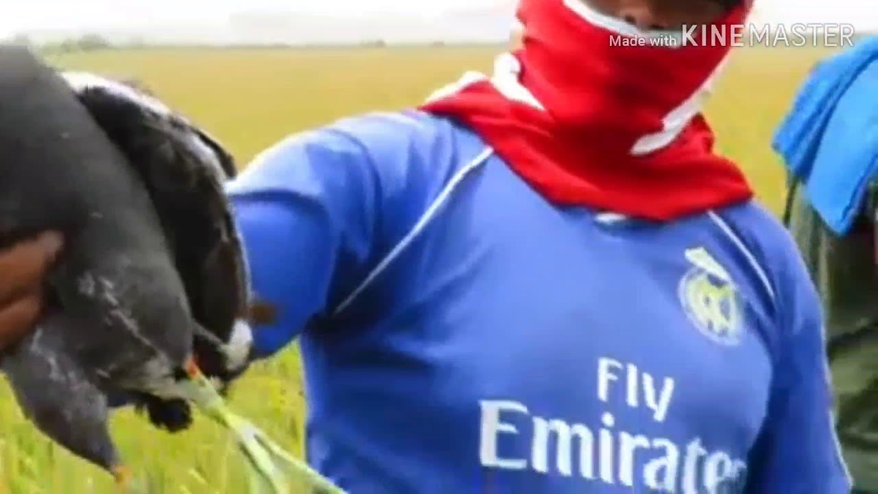 CARA MENANGKAP BURUNG 