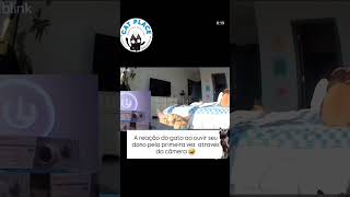 A Reação Do Gato Ao Ouvir Seu Dono Falando Pela Câmera Pela Primeira Vez