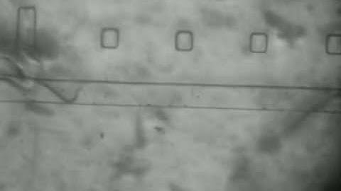 C elegans Electrotaxis in a Microfluidic Environment, Lab on a Chip, 2010, DOI 1039 B917486A