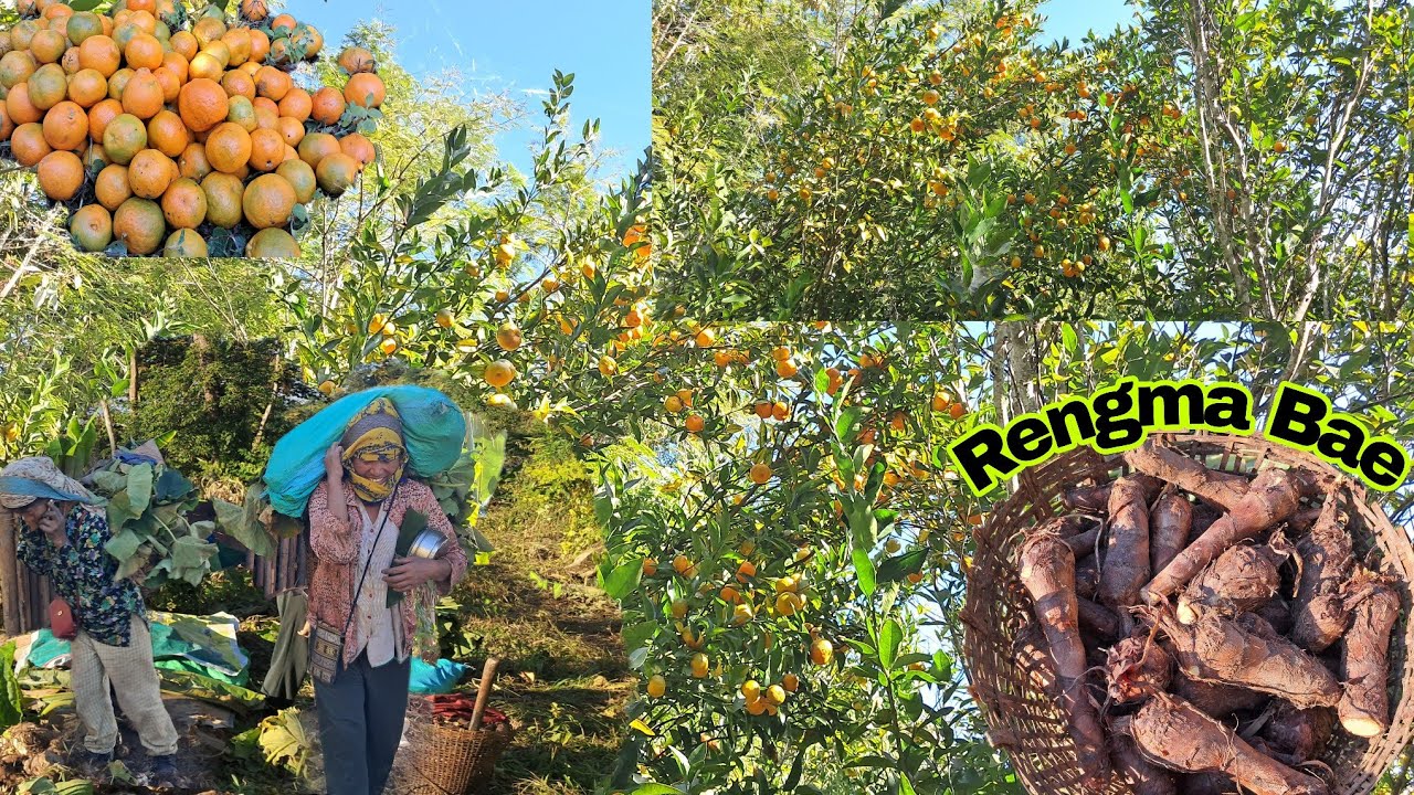 Look How Much we Harvest Today🤗//Local Organic fruits and Veggies From Farm🥰