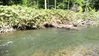 Summer 1 20140624