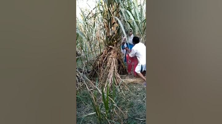 खेत में पकड़ा गया ये 🥕🍌। khet me pakra gaya ye