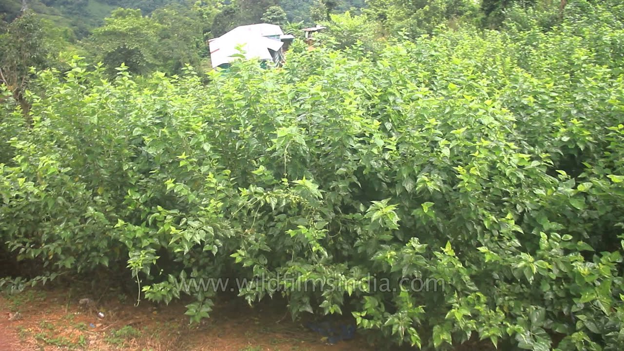 Mulberry plantation at a silkworm farm in Zemabawk, Mizoram YouTube
