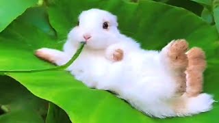 The Cutest Bunny Rabbits on the Internet 2023 | Easter Bunnies TikTok Compilation