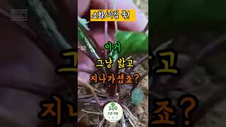소화/기침 뚝! 당신이 밟고 다니는 이것의 정체는? 이 잡초의 효능!! #건강 #시니어 #건강정보 #백세건강비법