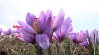 Cultivated Crocus sativus flowers' stamens yield saffron when dried