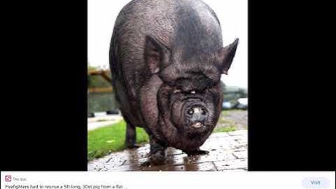 Savannah morrow in real life